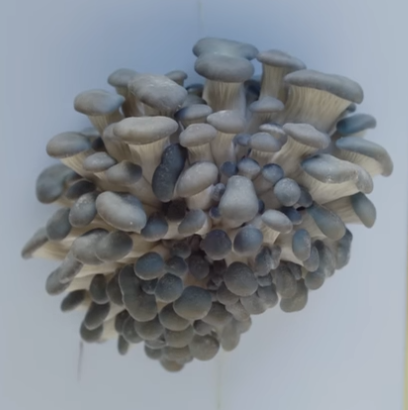 pinning_mushrooms.png|120x120